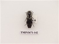 藏品(叩頭蟲(2))的圖片